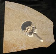 Mesolimulus walchi DESMAREST 1822