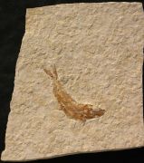 Leptolepides sprattiformis BLAINVILLE 1818