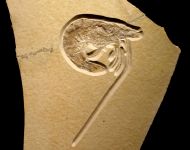 Antrimpos  speciosus M�NSTER 1839