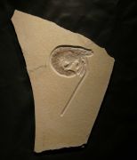 Antrimpos  speciosus M�NSTER 1839