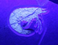 Antrimpos  speciosus M�NSTER 1839