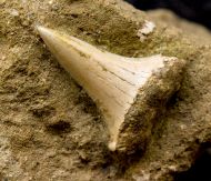 Carcharodon hastalis (Agassiz, 1838)