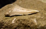 Carcharodon hastalis (Agassiz, 1838)