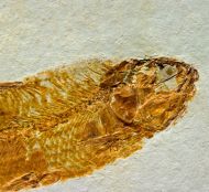 Ctenodentelops striatus Forey et al. 2003