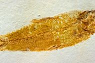 Ctenodentelops striatus Forey et al. 2003