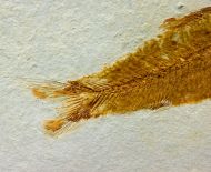 Ctenodentelops striatus Forey et al. 2003