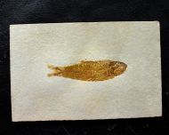 Ctenodentelops striatus Forey et al. 2003