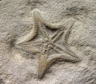 Calliderma smithae (Forbes, 1848)