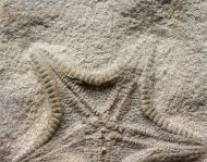 Calliderma smithae (Forbes, 1848)