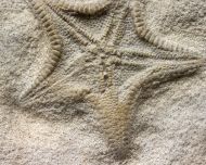 Calliderma smithae (Forbes, 1848)