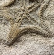 Calliderma smithae (Forbes, 1848)