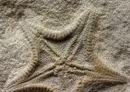 Calliderma smithae (Forbes, 1848)