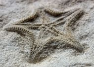 Calliderma smithae (Forbes, 1848)