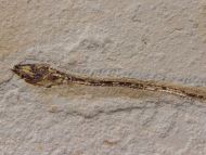 Hayenchelys germanus (HAY, 1903)