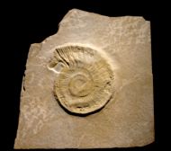 Subplanites  rueppelianum  QUENSTEDT 1888
