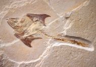 Coccodus insignis Hay, 1903 &  Hakelocaris vavassorii Garassino, 1994