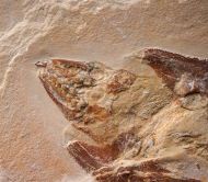 Coccodus insignis Hay, 1903 &  Hakelocaris vavassorii Garassino, 1994