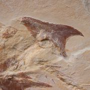 Coccodus insignis Hay, 1903 &  Hakelocaris vavassorii Garassino, 1994