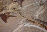 Coccodus insignis Hay, 1903 &  Hakelocaris vavassorii Garassino, 1994