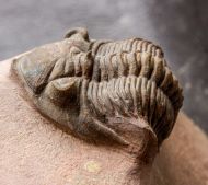 Metacanthina maderensis Morzadec 2001