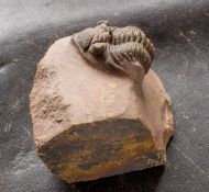 Metacanthina maderensis Morzadec 2001