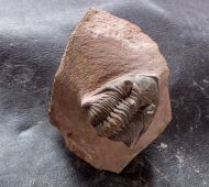 Metacanthina maderensis Morzadec 2001
