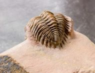 Metacanthina maderensis Morzadec 2001
