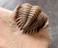 Metacanthina maderensis Morzadec 2001