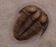 Bolaspidella cf  housensis (WALCOTT, 1886)