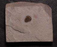 Bolaspidella cf  housensis (WALCOTT, 1886)