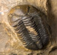 Struveaspis cf maroccanica Alberti, 1970