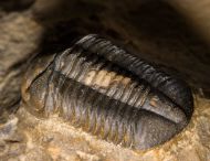 Struveaspis cf maroccanica Alberti, 1970