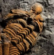 Coronocephalus gaoluoensis (Wu, 1979)