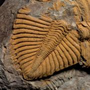 Coronocephalus gaoluoensis (Wu, 1979)