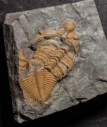 Coronocephalus gaoluoensis (Wu, 1979)