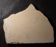Geocoma carinata GOLDFUSS