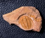 Sinosaukia daliensis Zhou, 2011