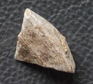 Calceola sandalina (Linne, 1771)