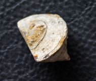 Calceola sandalina (Linne, 1771)