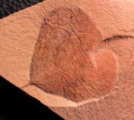 Cercidiphyllum arcticum (Heer, 1866)