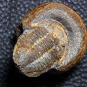 Plesiomegalaspis graffi Thoral, 1946