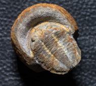 Plesiomegalaspis graffi Thoral, 1946