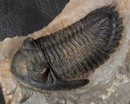 Hollardops mesocristata (LE MAITRE 1952)