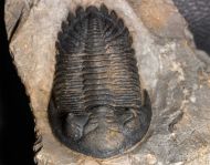 Hollardops mesocristata (LE MAITRE 1952)