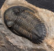 Hollardops mesocristata (LE MAITRE 1952)
