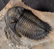Hollardops mesocristata (LE MAITRE 1952)