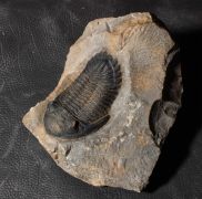 Hollardops mesocristata (LE MAITRE 1952)