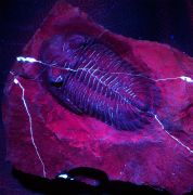 Hollardops mesocristata (LE MAITRE 1952)