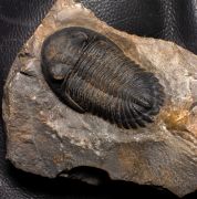 Hollardops mesocristata (LE MAITRE 1952)
