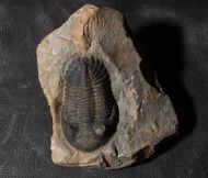 Hollardops mesocristata (LE MAITRE 1952)